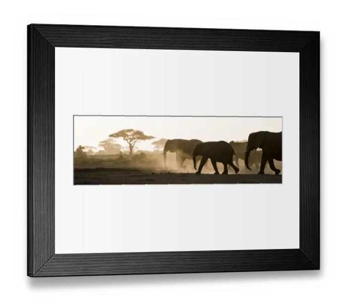 Framed Print : Africa, Kenya, Amboseli National Park. Backlit elephants on the march. Credit as Framed Print : Africa, Kenya, Amboseli National Park. Backlit elephants on the march. Credit as