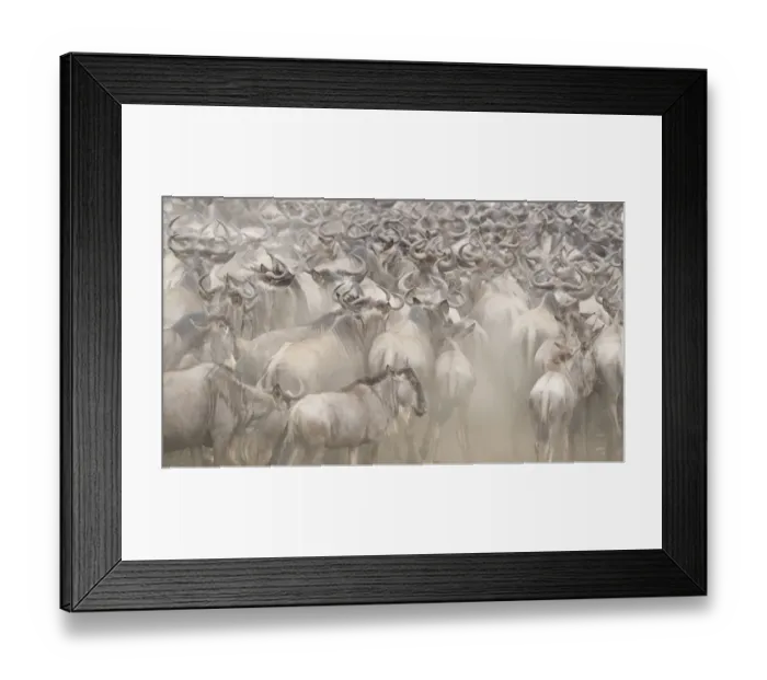 Framed Print : Africa, Kenya. Dusty wildebeest herd. Credit as: Bill Young / Jaynes Gallery / DanitaDelimont Framed Print : Africa, Kenya. Dusty wildebeest herd. Credit as: Bill Young / Jaynes Gallery / DanitaDelimont