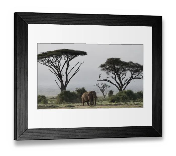 Framed Print : Africa, Kenya, Amboseli National Park. Elephant and umbrella thorn acacia trees. Credit as Framed Print : Africa, Kenya, Amboseli National Park. Elephant and umbrella thorn acacia trees. Credit as