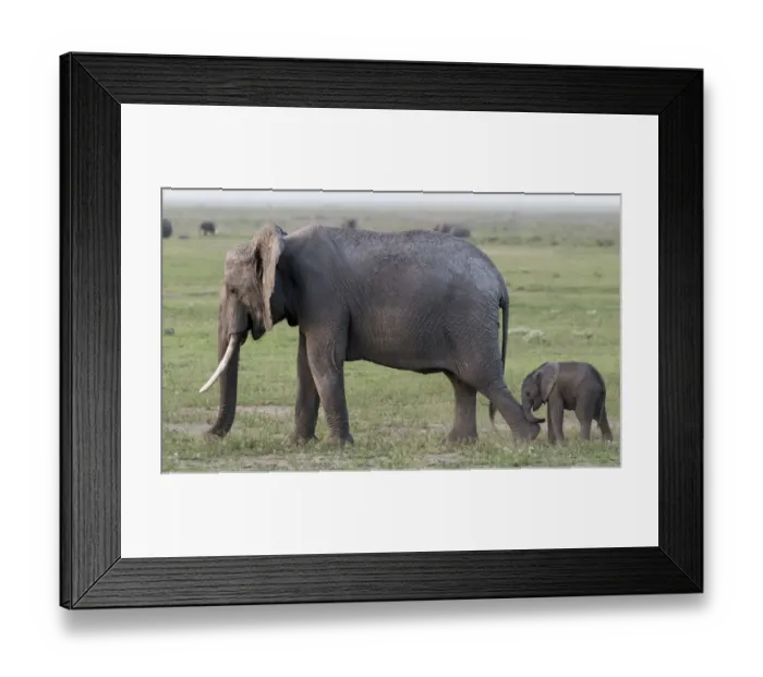 Framed Print : Africa, Kenya, Amboseli National Park. Mother elephant and baby walking. Credit as Framed Print : Africa, Kenya, Amboseli National Park. Mother elephant and baby walking. Credit as