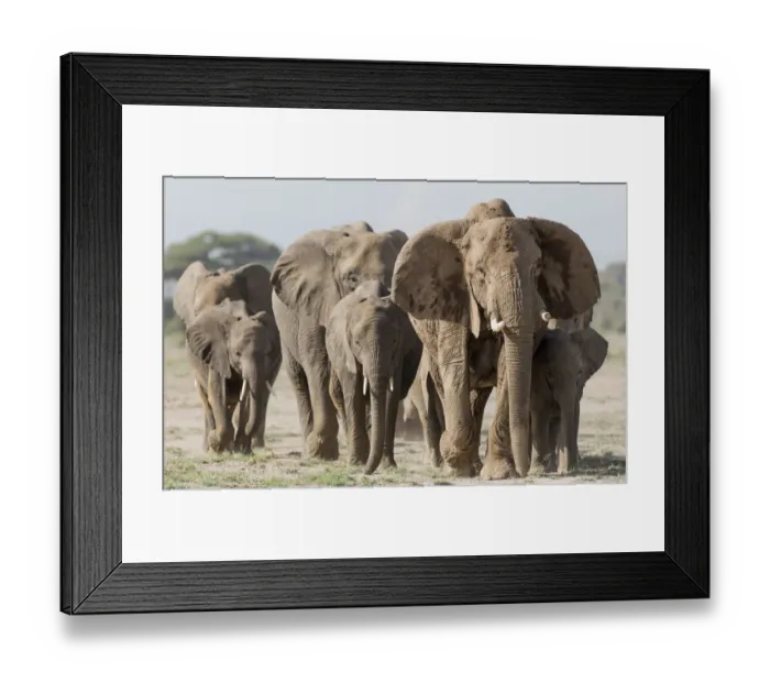 Framed Print : Africa, Kenya, Amboseli National Park. Elephants on the march Framed Print : Africa, Kenya, Amboseli National Park. Elephants on the march