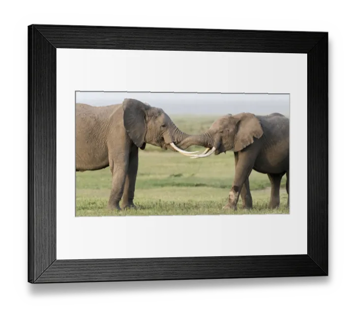 Framed Print : Africa, Kenya, Amboseli National Park. Elephants greeting Framed Print : Africa, Kenya, Amboseli National Park. Elephants greeting