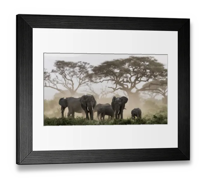 Framed Print : Africa, Kenya, Amboseli National Park. Elephants and umbrella thorn acacia trees Framed Print : Africa, Kenya, Amboseli National Park. Elephants and umbrella thorn acacia trees