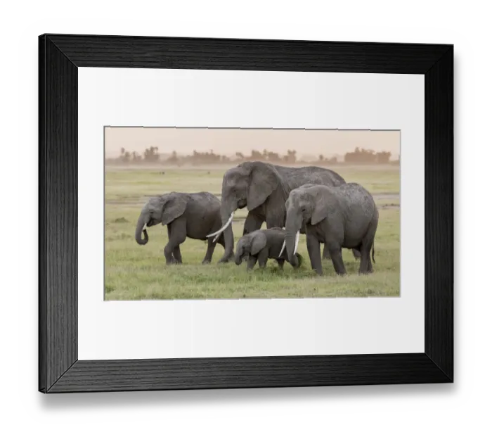 Framed Print : Africa, Kenya, Amboseli National Park. Elephants on the march