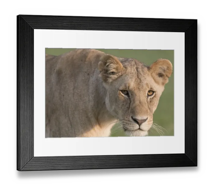 Framed Print : Africa, Kenya, Msai Mara National Reserve Framed Print : Africa, Kenya, Msai Mara National Reserve