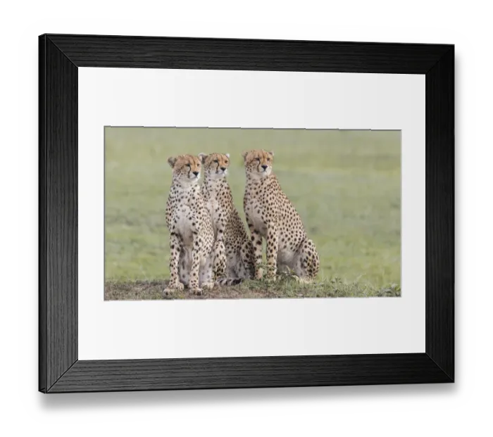 Framed Print : Africa, Kenya, Msai Mara National Reserve Framed Print : Africa, Kenya, Msai Mara National Reserve