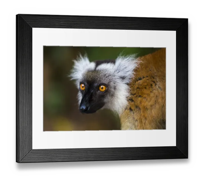 Framed Print : Africa, Madagascar, Akanin ny Nofy Reserve. Portrait of a female black lemur Framed Print : Africa, Madagascar, Akanin ny Nofy Reserve. Portrait of a female black lemur