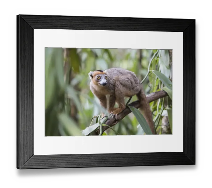 Framed Print : Africa, Madagascar, Akanin ny Nofy Reserve. Male crowned lemur clinging to a tree trunk Framed Print : Africa, Madagascar, Akanin ny Nofy Reserve. Male crowned lemur clinging to a tree trunk