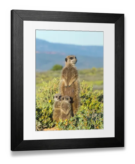 Framed Print : Meerkat family. Western Cape Province, South Africa Framed Print : Meerkat family. Western Cape Province, South Africa