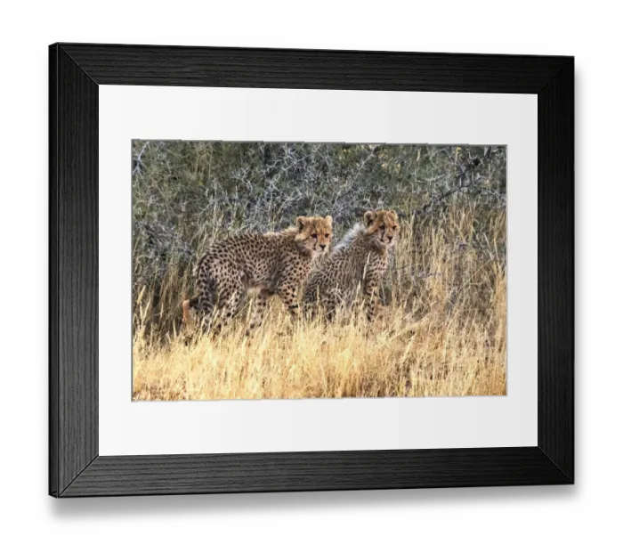 Framed Print : Cheetah cubs, Kgalagadi Transfrontier Park, South Africa Framed Print : Cheetah cubs, Kgalagadi Transfrontier Park, South Africa