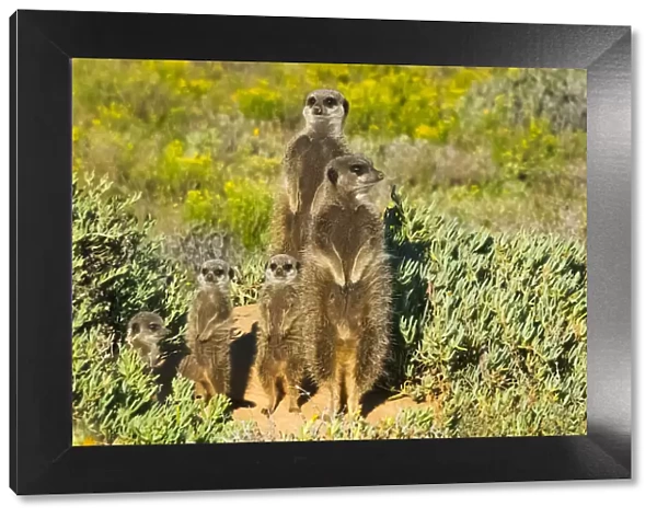 Meerkat family. Western Cape Province, South Africa