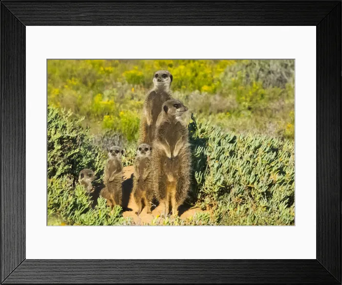 Framed Print : Meerkat family. Western Cape Province, South Africa Framed Print : Meerkat family. Western Cape Province, South Africa
