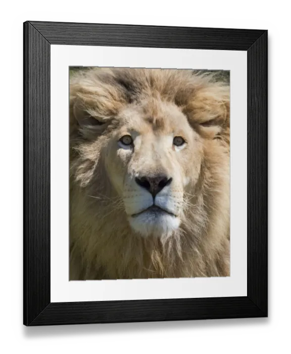 Framed Print : Lion. Western Cape Province, South Africa Framed Print : Lion. Western Cape Province, South Africa
