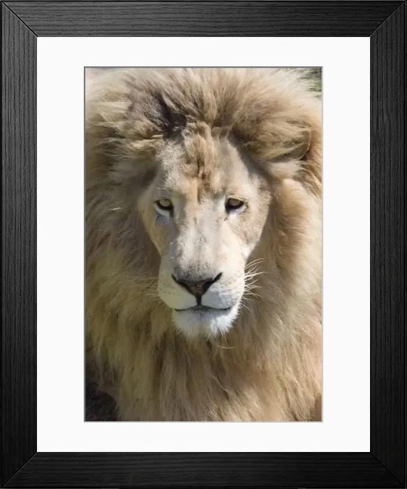 Framed Print : Lion. Western Cape Province, South Africa Framed Print : Lion. Western Cape Province, South Africa