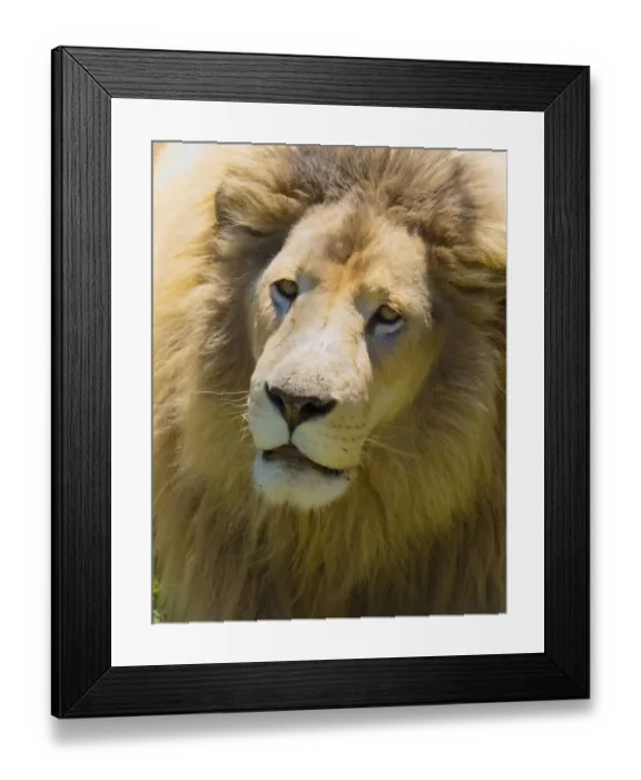 Framed Print : Lion. Western Cape Province, South Africa Framed Print : Lion. Western Cape Province, South Africa