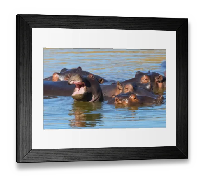Framed Print : Hippos in the river, Mkhaya Game Reserve, Swaziland Framed Print : Hippos in the river, Mkhaya Game Reserve, Swaziland