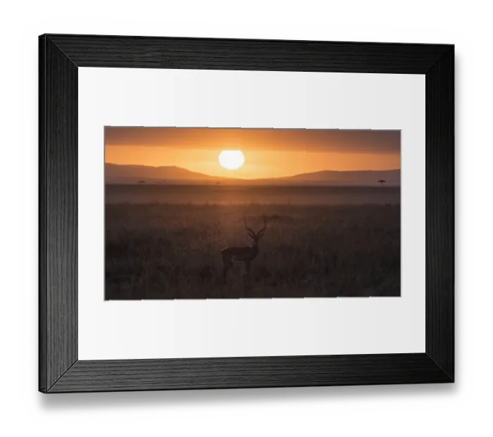 Framed Print : Africa, Tanzania, Ngorongoro Conservation Area. Antelope backlit in savannah at sunset Framed Print : Africa, Tanzania, Ngorongoro Conservation Area. Antelope backlit in savannah at sunset