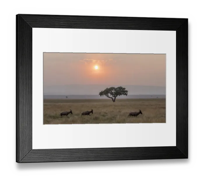Framed Print : Africa, Tanzania, Ngorongoro Conservation Area. Animals crossing savannah at sunset