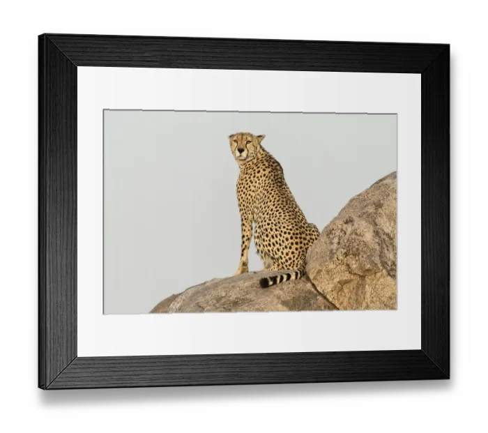 Framed Print : Africa, Tanzania, Serengeti National Park. Close-up of cheetah on boulder. Credit as Framed Print : Africa, Tanzania, Serengeti National Park. Close-up of cheetah on boulder. Credit as