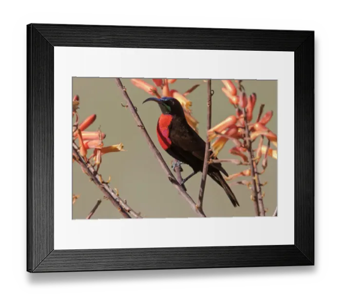 Framed Print : Africa, Tanzania, Ndutu. Scarlet-chested Sunbird (Chalcomitra senegalensis)