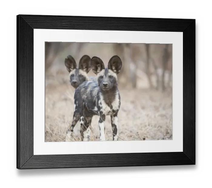 Framed Print : Africa, Zimbabwe, Mana Pools National Park