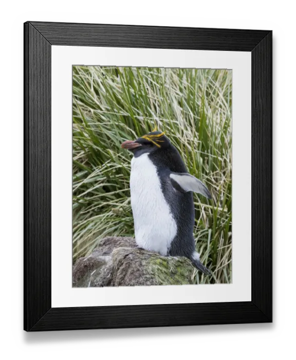 Framed Print : Macaroni Penguin (Eudyptes chrysolophus) standing in colony in typical dense Tussock Grass Framed Print : Macaroni Penguin (Eudyptes chrysolophus) standing in colony in typical dense Tussock Grass