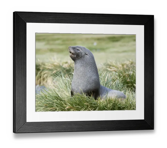 Framed Print : Antarctic Fur Seal (Arctocephalus gazella). Bull in typical Tussock Grass habitat