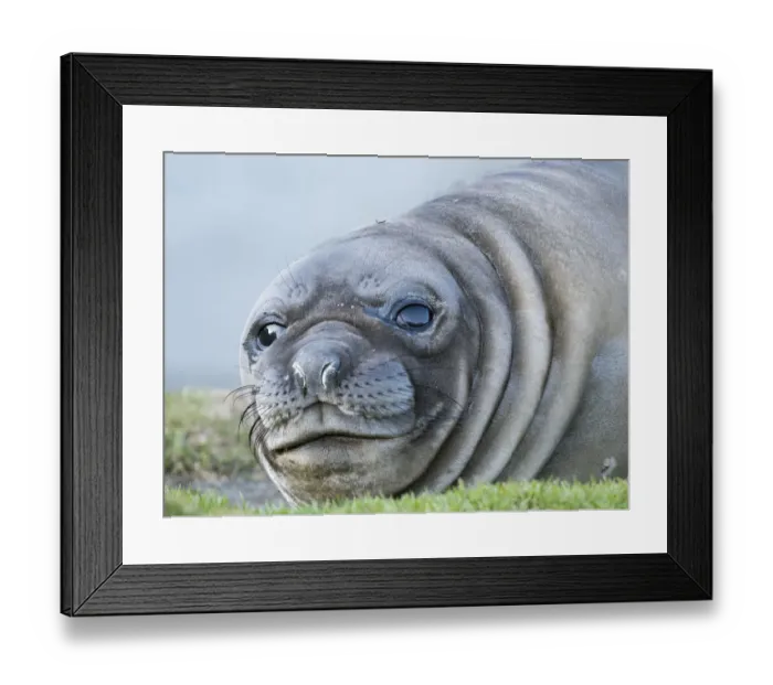 Framed Print : Southern elephant seal (Mirounga leonina) weaned pup on beach Framed Print : Southern elephant seal (Mirounga leonina) weaned pup on beach