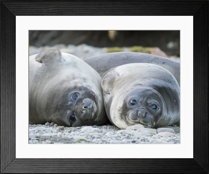 Framed Print : Southern elephant seal (Mirounga leonina) weaned pup on beach Framed Print : Southern elephant seal (Mirounga leonina) weaned pup on beach