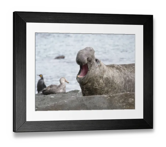 Framed Print : Southern elephant seal (Mirounga leonina) bull on beach showing threat behavior Framed Print : Southern elephant seal (Mirounga leonina) bull on beach showing threat behavior