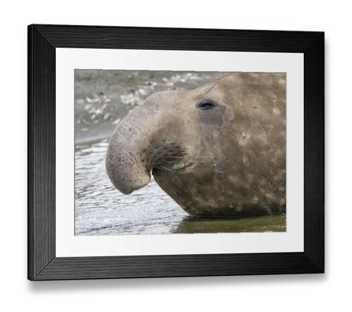 Framed Print : Southern elephant seal (Mirounga leonina) bull on beach