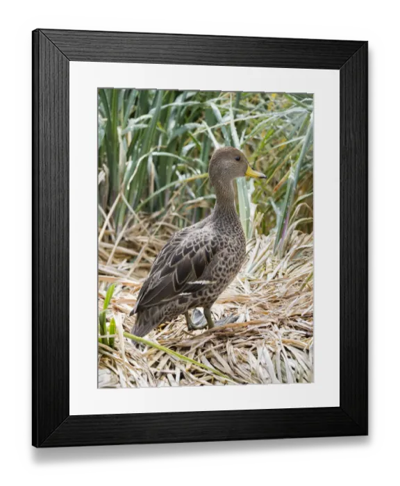 Framed Print : Yellow-billed Pintail (Anas georgica georgica) a species endemic to South Georgia Island Framed Print : Yellow-billed Pintail (Anas georgica georgica) a species endemic to South Georgia Island