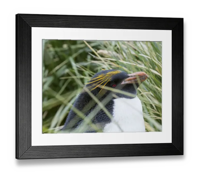 Framed Print : Macaroni Penguin (Eudyptes chrysolophus), standing in colony in typical dense Tussock Grass
