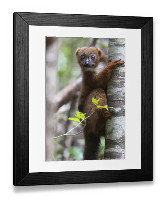 Framed Print : Africa, Madagascar, Akanin ny Nofy Reserve Framed Print : Africa, Madagascar, Akanin ny Nofy Reserve