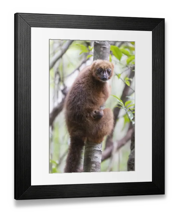 Framed Print : Africa, Madagascar, Akanin ny Nofy Reserve Framed Print : Africa, Madagascar, Akanin ny Nofy Reserve