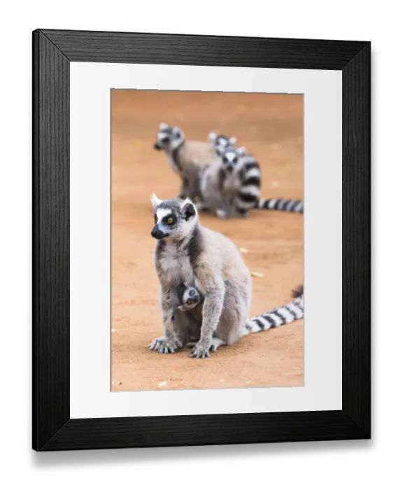 Framed Print : Africa, Madagascar, Amboasary, Berenty Reserve Framed Print : Africa, Madagascar, Amboasary, Berenty Reserve