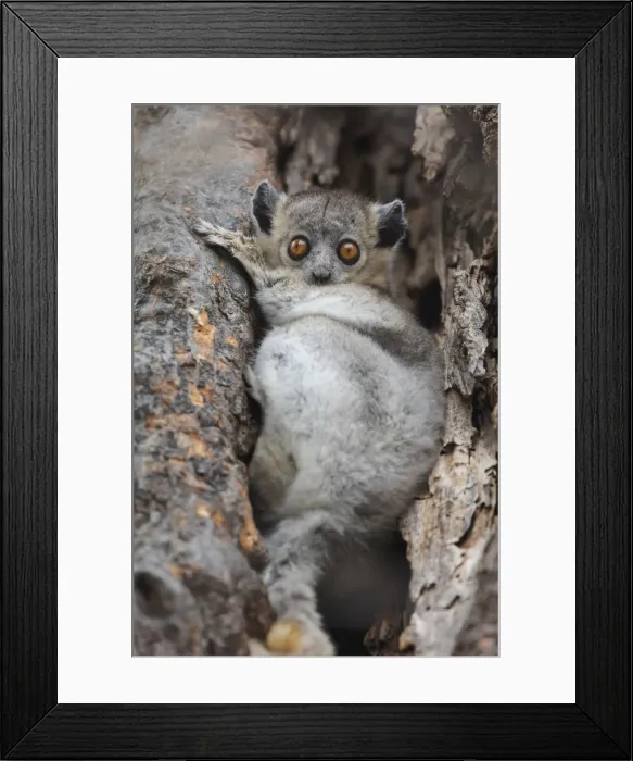 Framed Print : Africa, Madagascar, Berenty Reserve. White-footed sportive lemur hiding in the branches Framed Print : Africa, Madagascar, Berenty Reserve. White-footed sportive lemur hiding in the branches