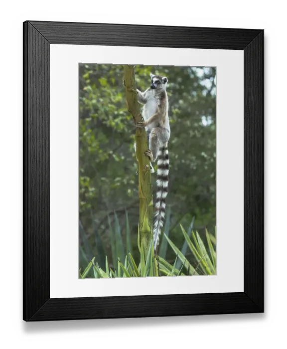 Framed Print : Africa, Madagascar, Amboasary, Berenty Reserve Framed Print : Africa, Madagascar, Amboasary, Berenty Reserve