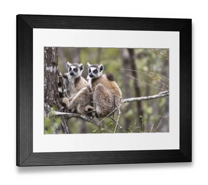 Framed Print : Africa, Madagascar, Amboasary, Berenty Reserve Framed Print : Africa, Madagascar, Amboasary, Berenty Reserve