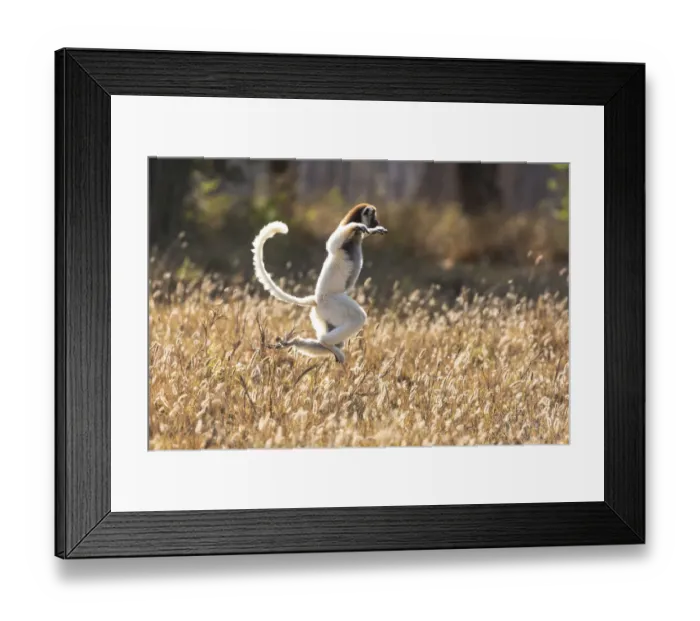Framed Print : Africa, Madagascar, Berenty Reserve. Verreauxs sifaka dancing from place to