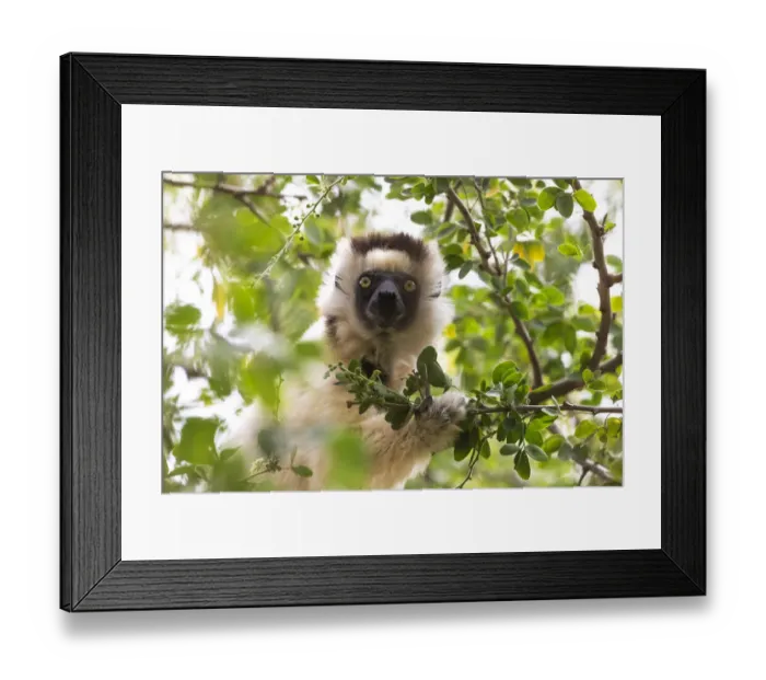 Framed Print : Africa, Madagascar, Berenty Reserve. Portrait of a Verreauxs sifaka eating leaves from a tree