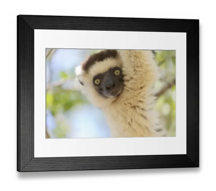 Framed Print : Africa, Madagascar, Berenty Reserve. Headshot of a Verreauxs sifaka