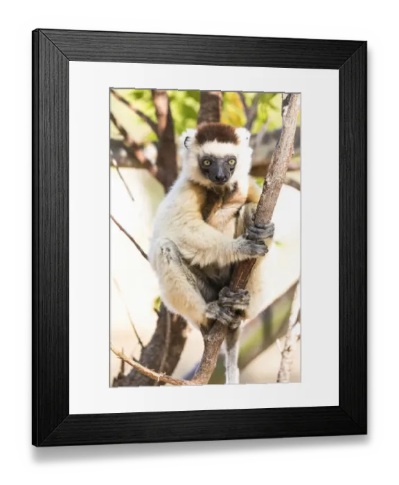 Framed Print : Africa, Madagascar, Berenty Reserve. Verreauxs sifaka looking curiously from a tree Framed Print : Africa, Madagascar, Berenty Reserve. Verreauxs sifaka looking curiously from a tree