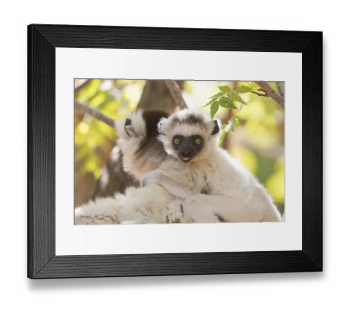 Framed Print : Africa, Madagascar, Berenty Reserve. Portrait of a Verreauxs sifaka mother carrying her baby Framed Print : Africa, Madagascar, Berenty Reserve. Portrait of a Verreauxs sifaka mother carrying her baby
