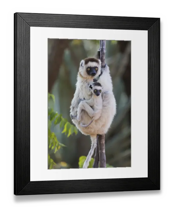 Framed Print : Africa, Madagascar, Berenty Reserve. Verreauxs sifaka with her baby