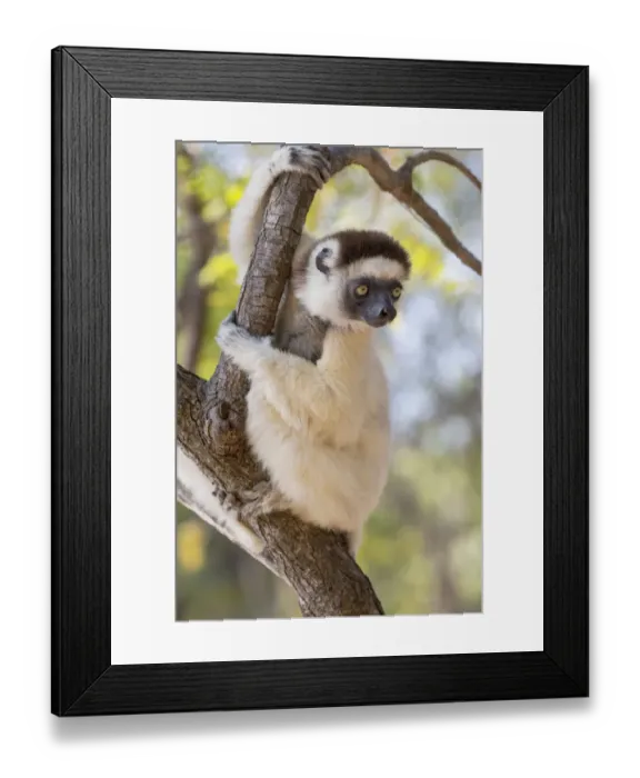 Framed Print : Africa, Madagascar, Berenty Reserve. Verreauxs sifaka looking curiously from a tree Framed Print : Africa, Madagascar, Berenty Reserve. Verreauxs sifaka looking curiously from a tree