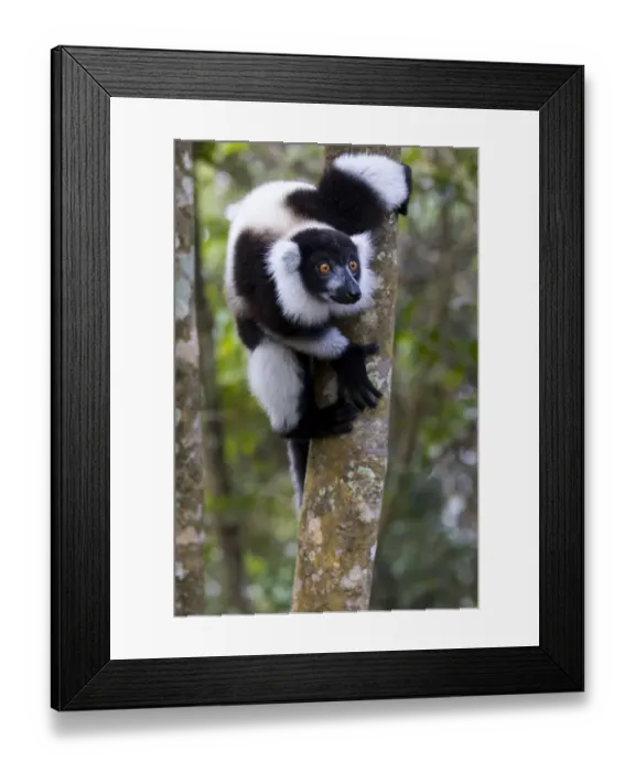 Framed Print : Africa, Madagascar, Akanin ny Nofy Reserve