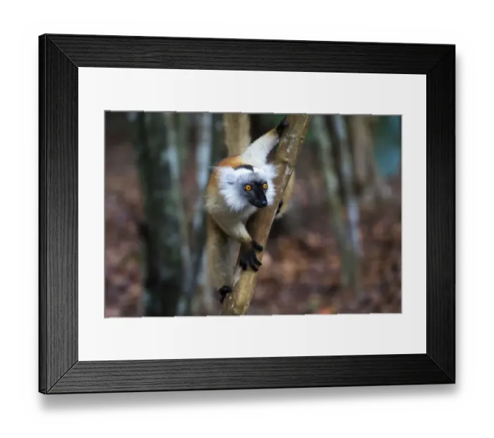 Framed Print : Africa, Madagascar, Akanin ny Nofy Reserve. Female black lemur peers out from a tree limb Framed Print : Africa, Madagascar, Akanin ny Nofy Reserve. Female black lemur peers out from a tree limb
