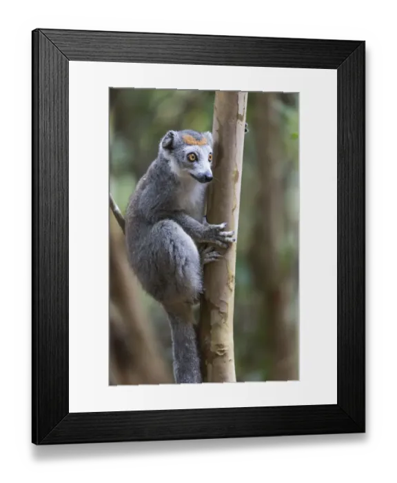 Framed Print : Africa, Madagascar, Akanin ny Nofy Reserve. Female crowned lemur clinging to a tree trunk Framed Print : Africa, Madagascar, Akanin ny Nofy Reserve. Female crowned lemur clinging to a tree trunk