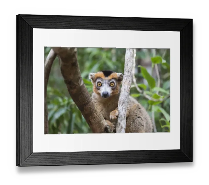 Framed Print : Africa, Madagascar, Akanin ny Nofy Reserve Framed Print : Africa, Madagascar, Akanin ny Nofy Reserve